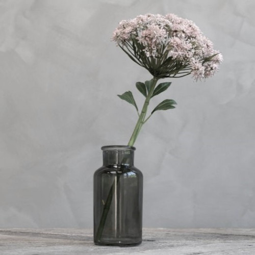 Fiore di Dara, Daucus Carota