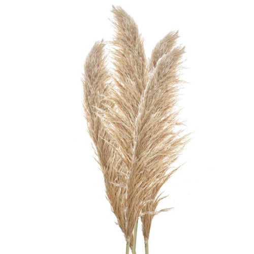 Pampas naturali Atelier Bologna