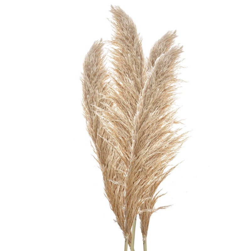Pampas naturali Atelier Bologna