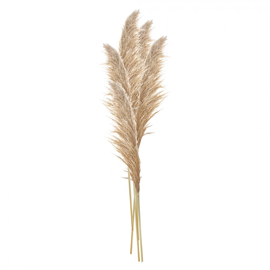 Pampas naturali Atelier Bologna