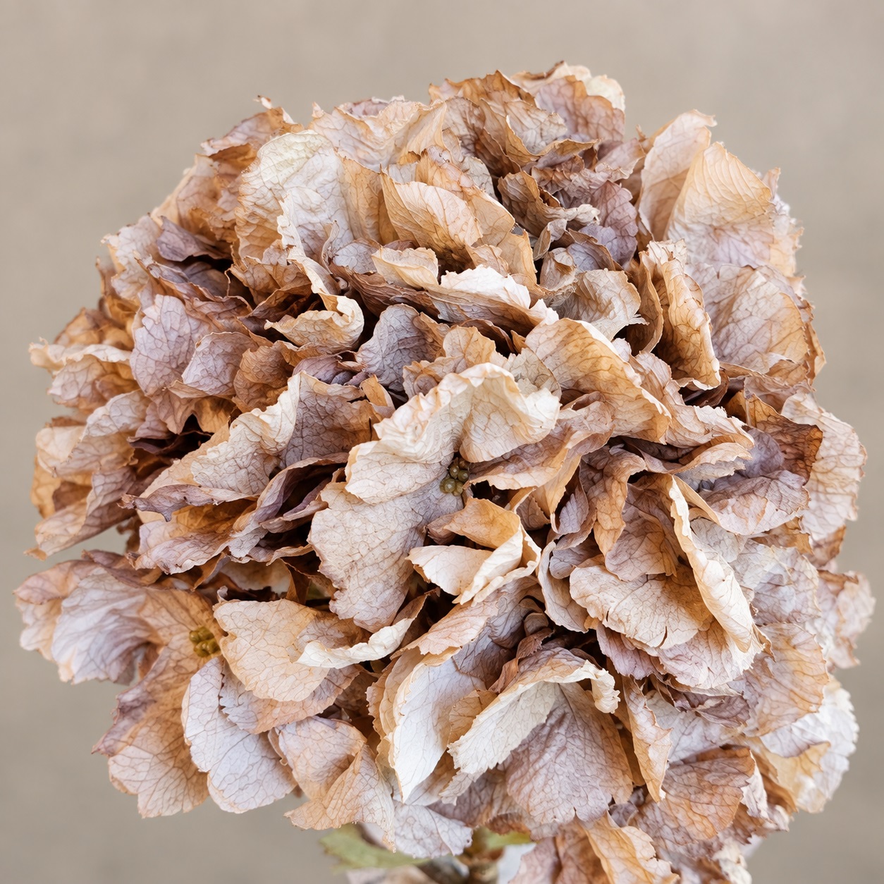 Ramo di Ortensia, Autunno Shabby Chic, Atelier Bologna