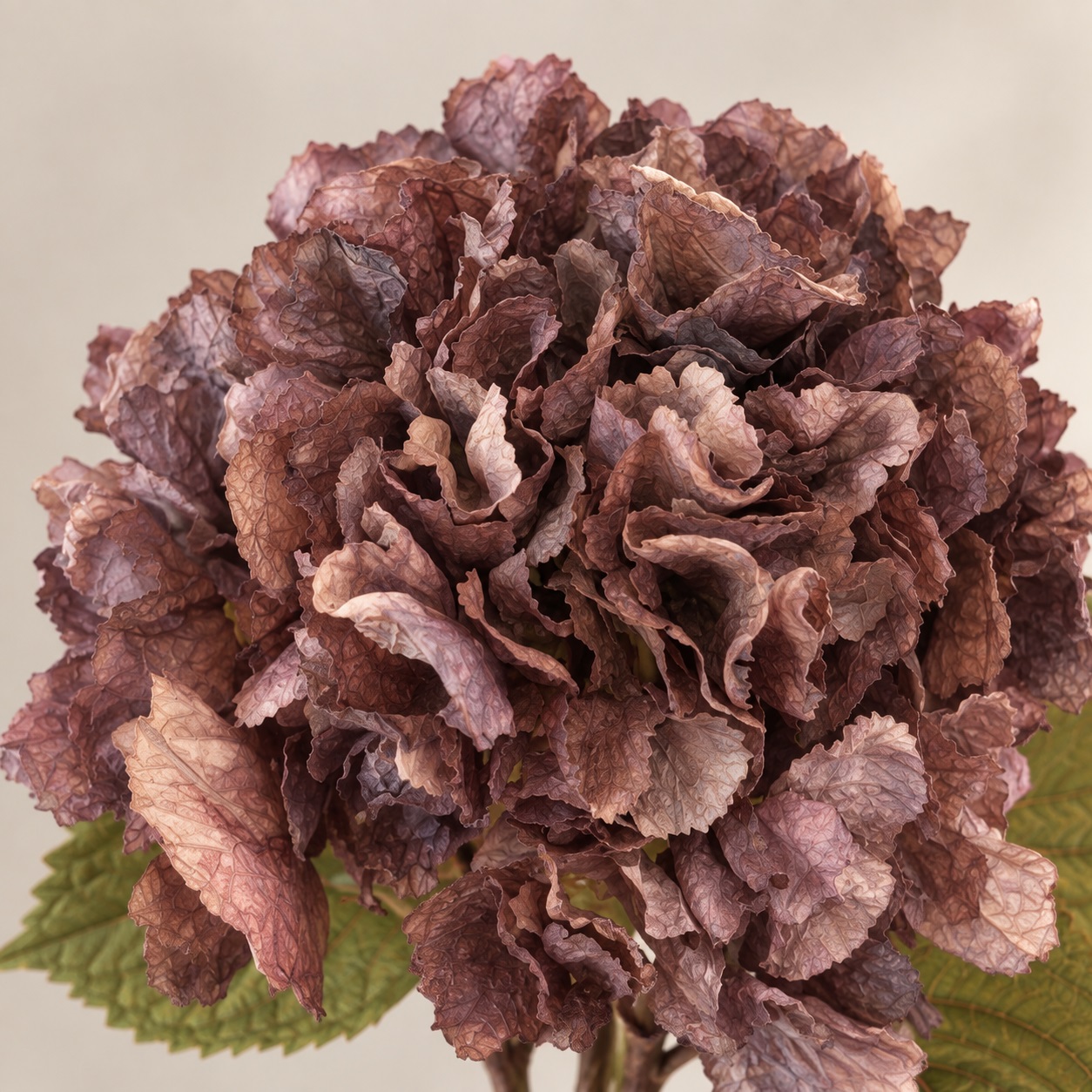 Ramo di Ortensia, Autunno Shabby Chic, Atelier Bologna